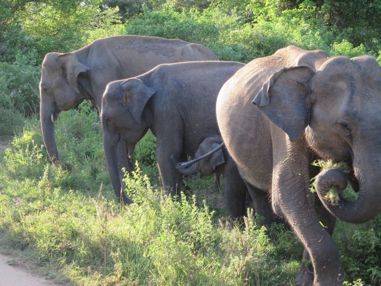 Is a Sri Lanka Safari Worth It? What to Expect (Especially with Kids)
